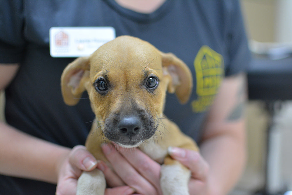 Get to know the Oregon Humane Society