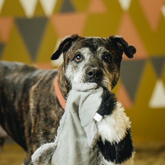 Family Dogs New Life Shelter