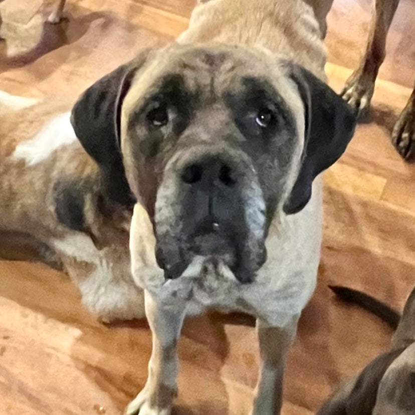 Millie in her new home at The Asher House after being rescued from a negltful situation.