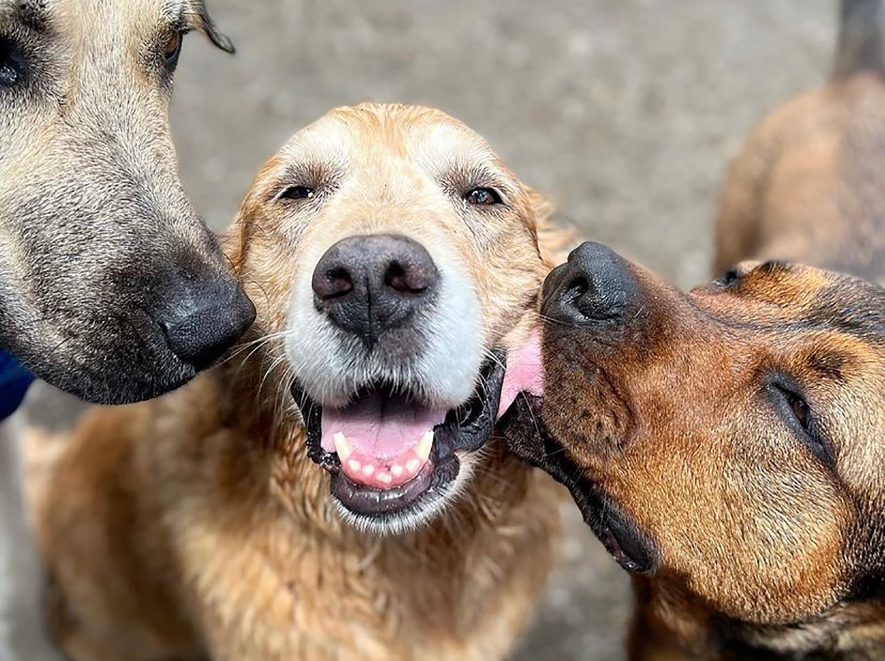 Three dogs at the Asher Hourse. The middle dog is looking directly into the camera, the right dog is licking the center dog in the face, and the left dog is sniffiing the muzzle of the middle dog.
