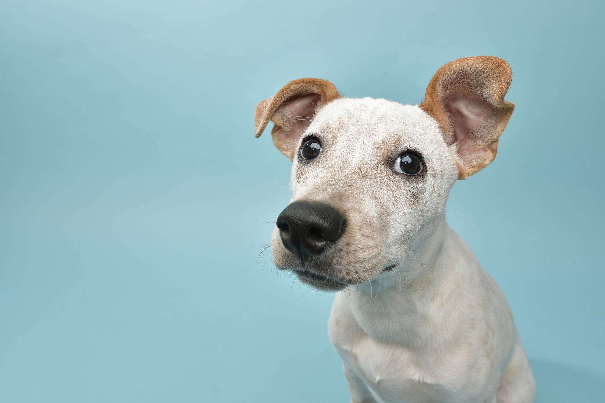 shelter dogs need help and whe you purchase our coffee, $1 from each bag sold goes to help dogs in need.