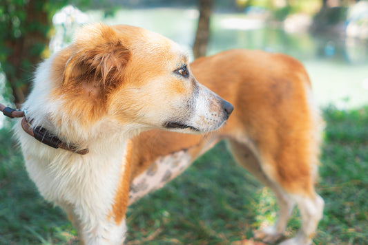 A Soi Dog Case Study: The story of Naonao