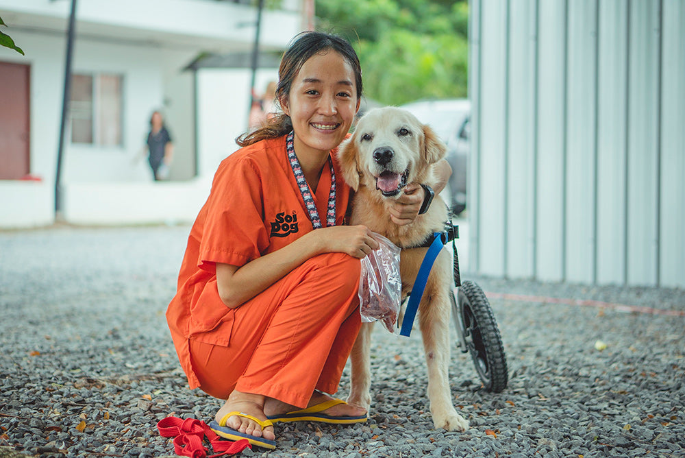 Get to know the Soi Dog Foundation