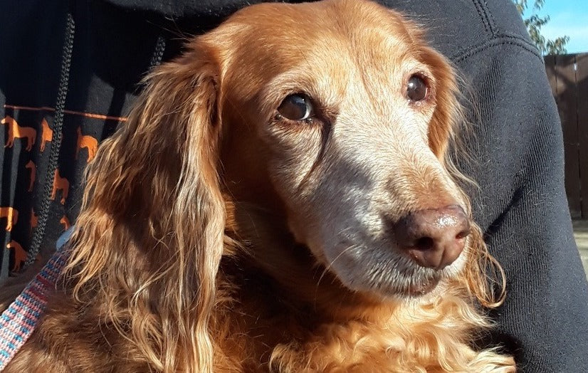 Shelby, a senior golden retriever who was helped by Salem Dogs, one of the organizations Fetch Coffee Roasters has donated to though customer purchases