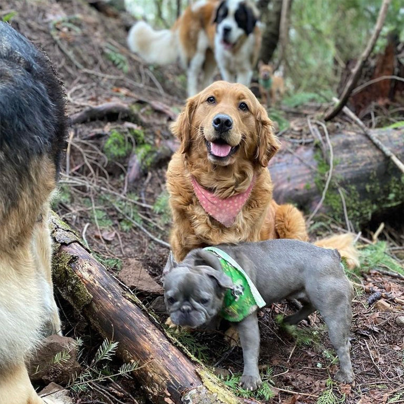 Dogs at the Asher House enjoy outdoor adventures. This photo has 4 dogs out in the woods