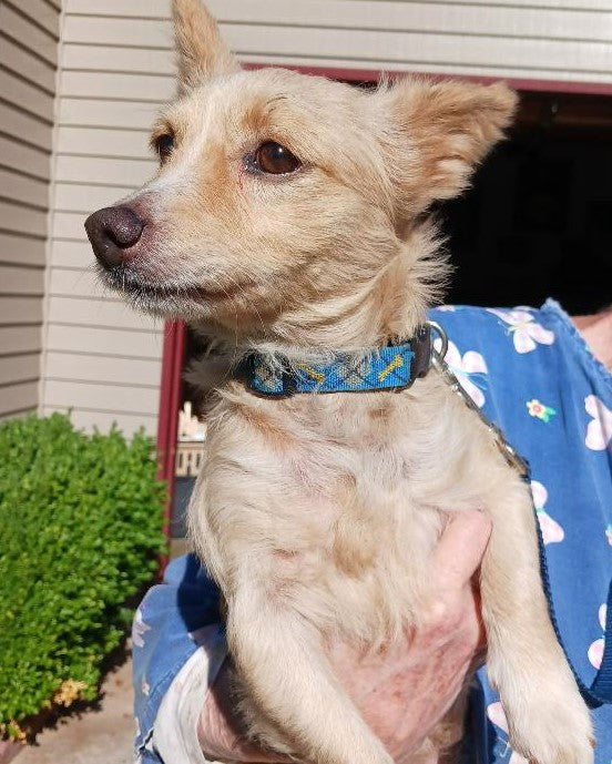 Jackson is a small dog being foster through Salem Dogs and is looking for his forever home