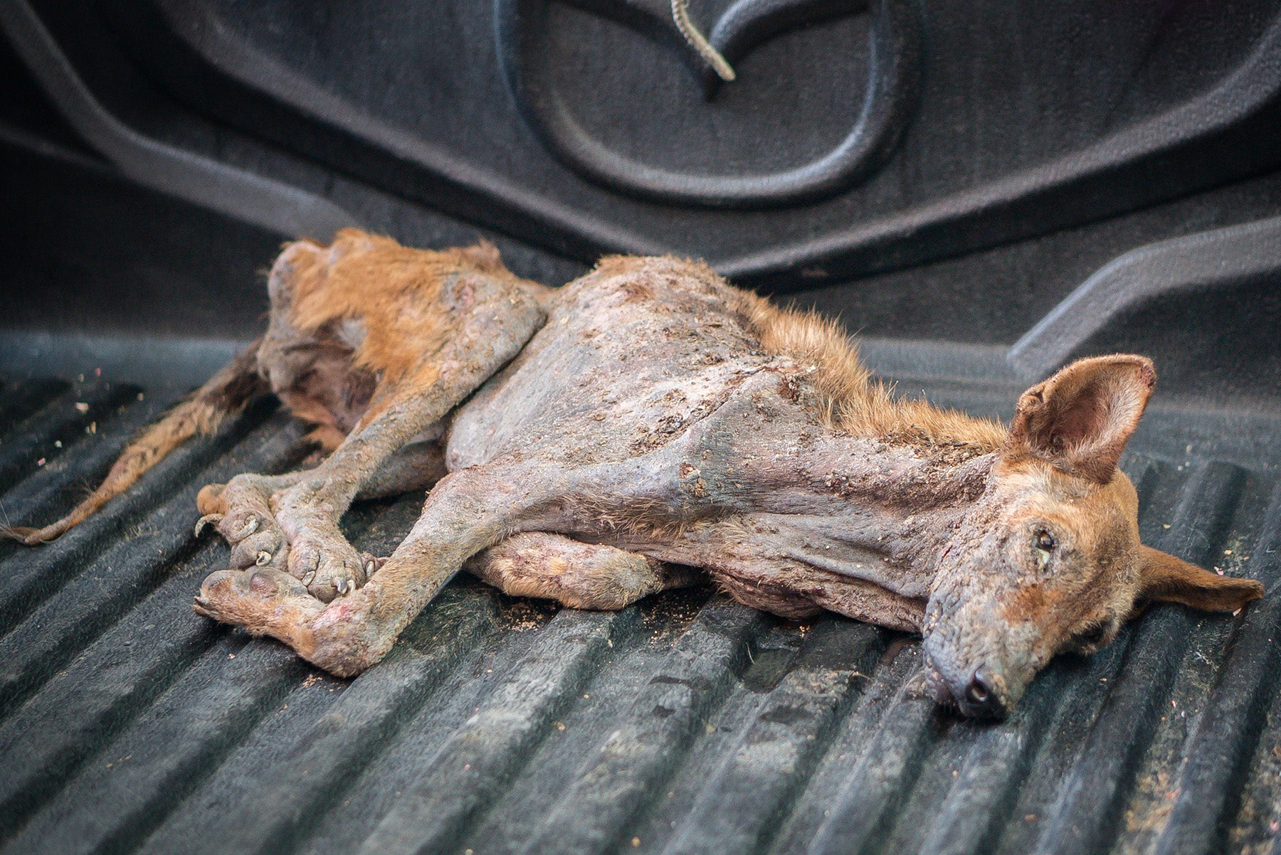 Poppy as she looked when she was brought to the Soi Dog Foundation in the back of a vecicle. SHe was very ill and emaiciated.
