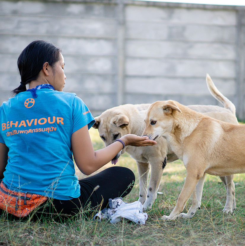 Soi Dog Foundation Behaviorist working with 2 dogs using positive reinforcementat the sanctuary